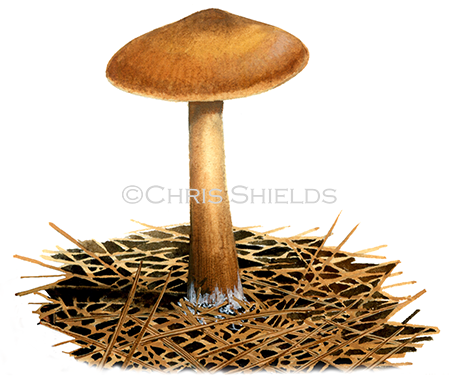 Illustration of Collybia (Rhodocollybia) butyracea var. butyracea (Butter Cap) (Rhodocollybia) butyracea var. butyracea (Butter Cap) FU006 (#4041)
