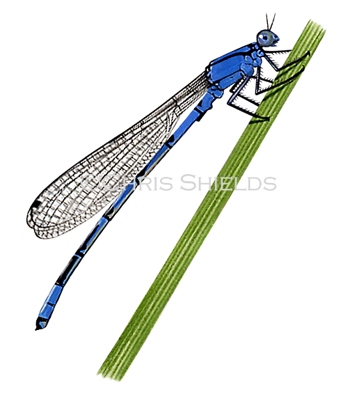 Illustration of Damselfly (Common Blue) Enallagma cyathigerum (#1273)