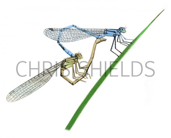 Illustration of Damselfly (Common Blue) Enallagma cyathigerum (#3381)