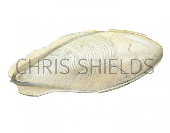 Illustration of Cuttlefish Bone (Common) Sepia officinalis (#2331)