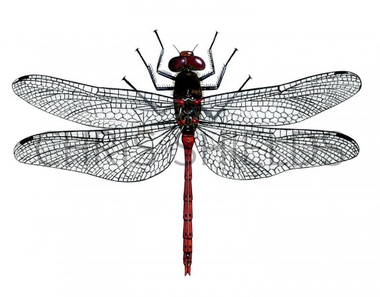 Illustration of Dragonfly (Common Darter) Sympetrum striolatum (#1275)