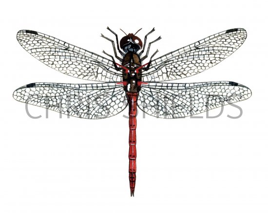 Illustration of Dragonfly (Common Darter) Sympetrum striolatum (#1297)