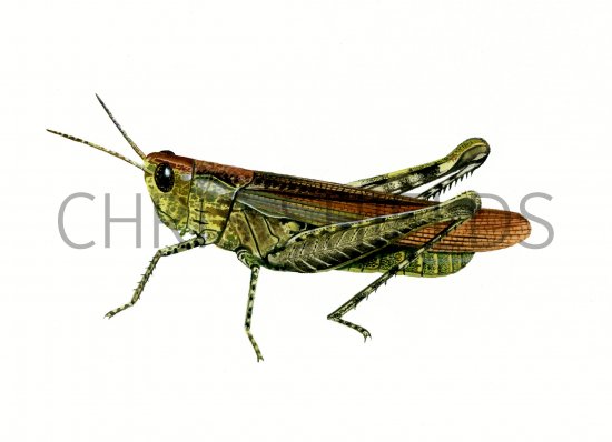 Illustration of Common Field Grasshopper (Chorthippus vagans) (#0549)