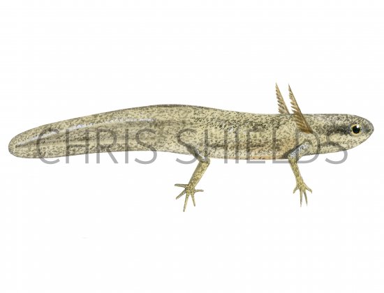 Illustration of Common Newt elf (Lissotriton vulgaris) (#3095)
