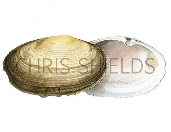 Illustration of Common Otter Shell (Lutraria lutraria) (#2332)