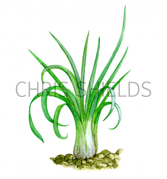 Illustration of Common Quillwort (Isoetes lacustris) (#0545)