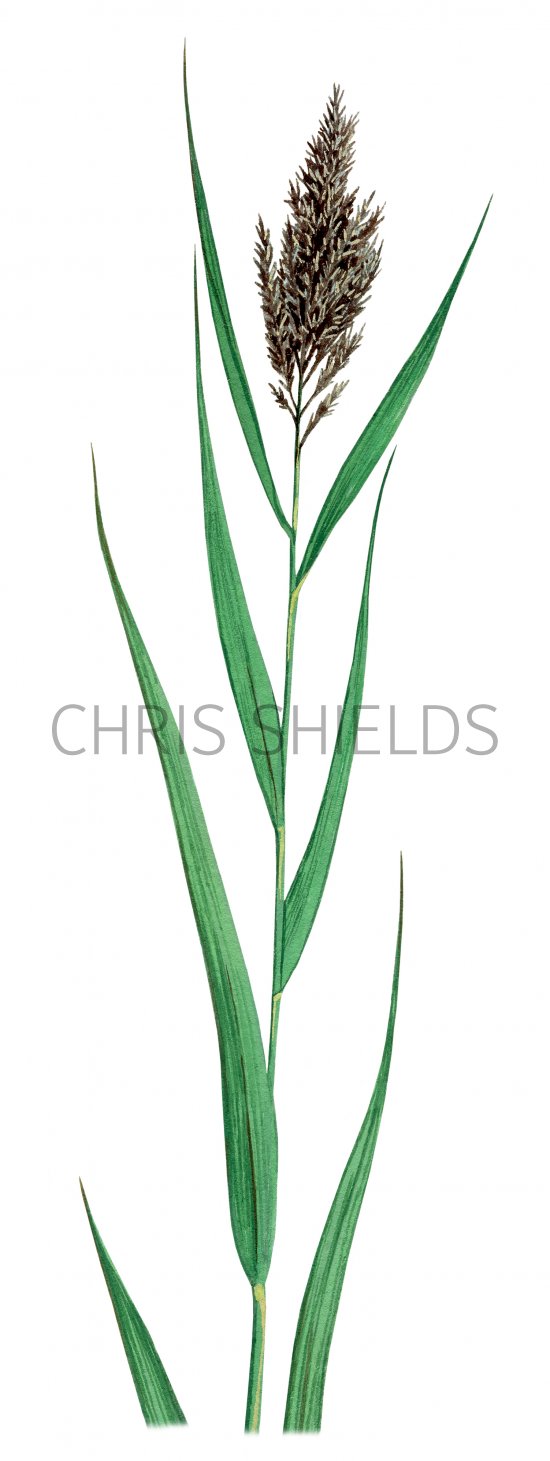 Illustration of Common Reed (Phragmites australis) (#2076)