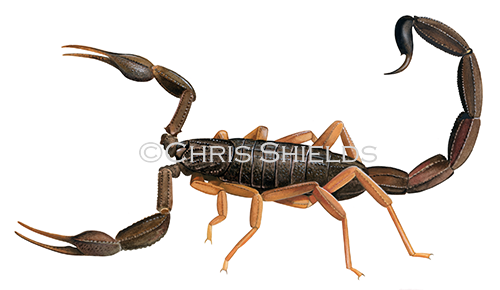 Illustration of Common Scorpion (Centuroides gracilis) (#4531)