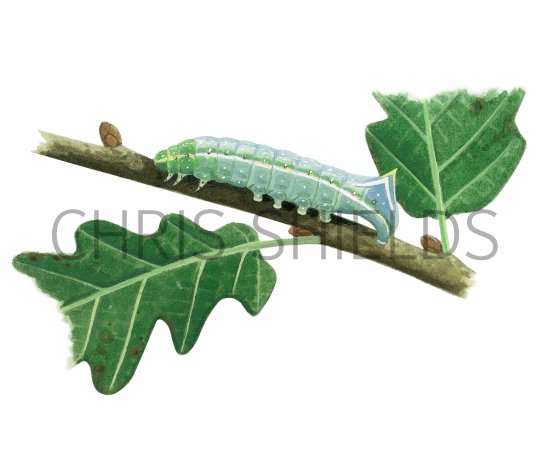 Illustration of Copper Underwing Caterpillar (Amphipyra pyramidea) (#2509)