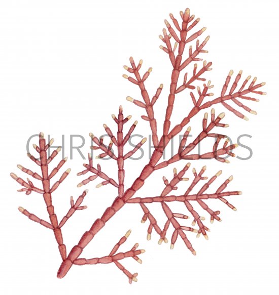 Illustration of Coral Weed (Corallina officinalis) (#4261)