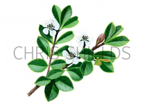 Illustration of Cotoneaster (#0969)