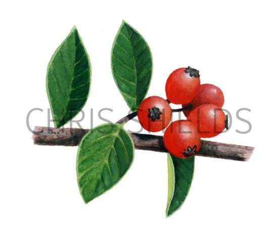 Illustration of Cotoneaster Berries (#1506)