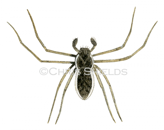 Illustration of Crab Spider male (Philodromus dispor) (#3316)