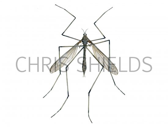 Illustration of Crane Fly (Tipula oleracea) (#1139)