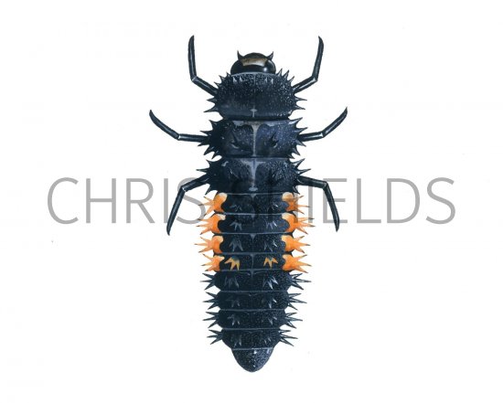 Illustration of Cream-Streaked Ladybird Larvae (Harmonia 4-punctata) (#1780)