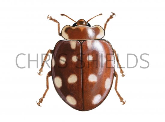 Illustration of Cream-spot Ladybird (Calvia 14-guttata) (#0490)