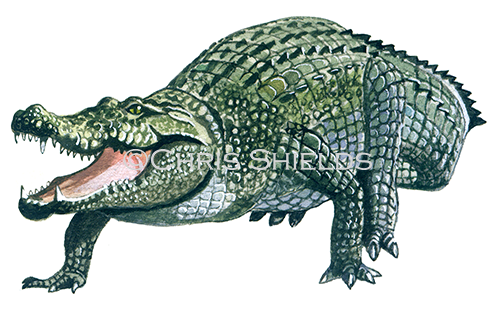 Illustration of Crocodile (Crocodylus niloticus) (#0387)