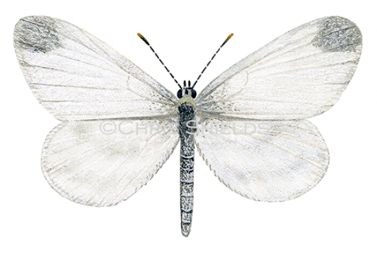 Illustration of Cryptic Wood White male (Leptidea juvernica) (#2621)