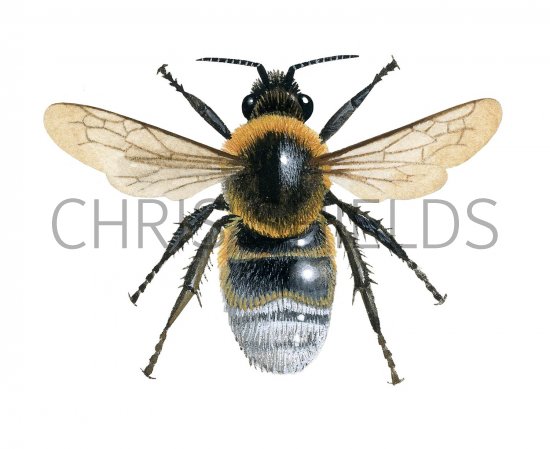 Illustration of Cuckoo Bumblebee (Bombus barbutellus) (#2507)