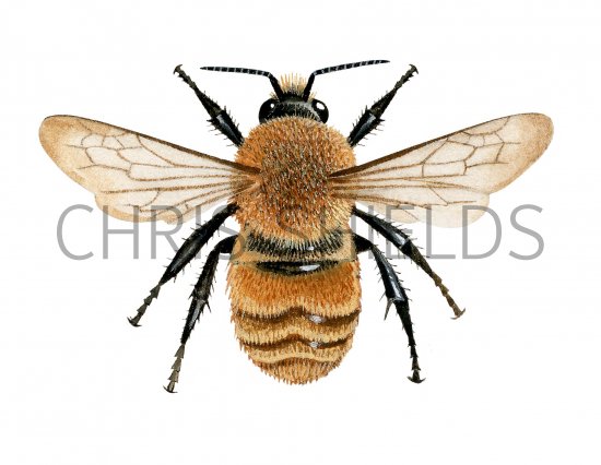 Illustration of Large Carder Bumblebee (Bombus muscorum) (#2506)