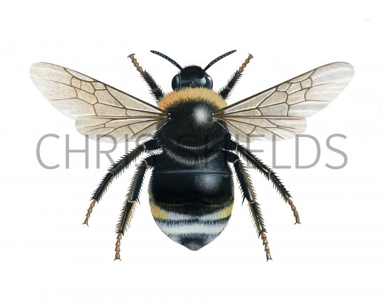 Illustration of Cuckoo Bumblebee (Southern) Bombus vestalis (#2623)