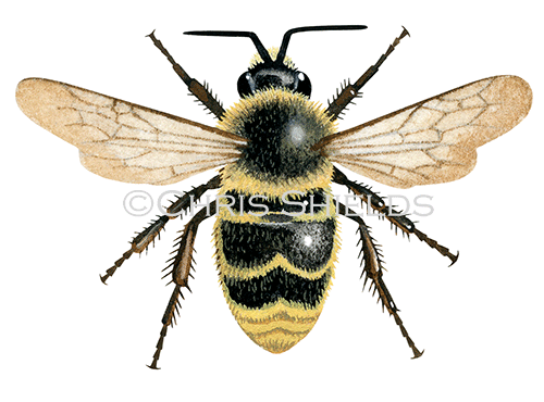 Illustration of Cuckoo Bumblebee male (Bombus campestris) (#2572)