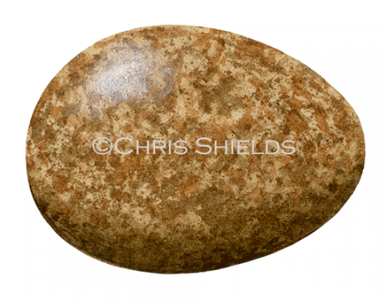 Illustration of Cuckoo egg (Cuculus canorus) (#3287)