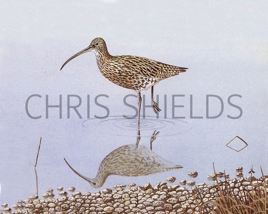 Illustration of Curlew (Numenius arquata) (#3710)