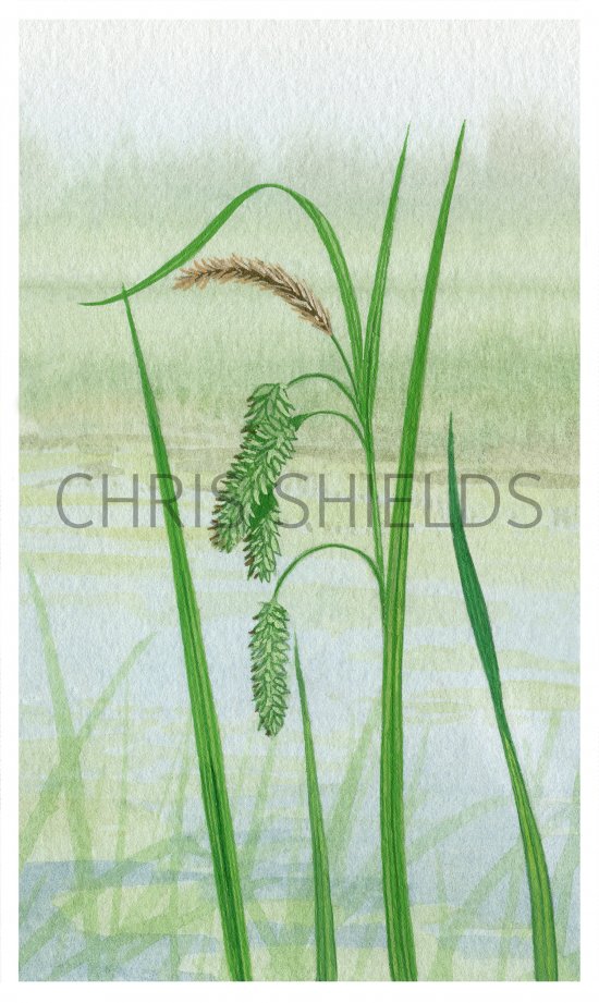 Illustration of Cyperus Sedge (Carix pseudocyperus) (#4388)