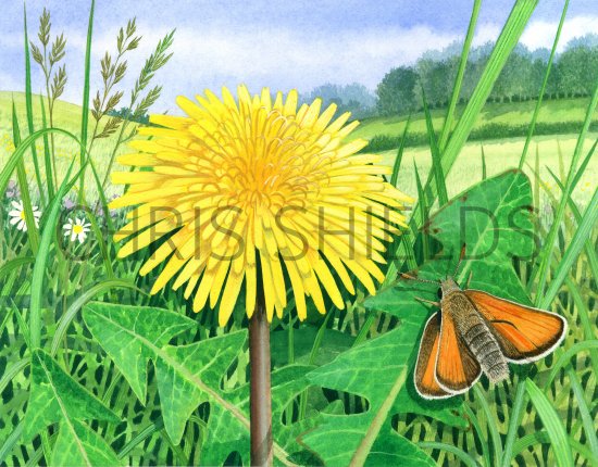 Illustration of Dandelion (Taraxacum officinale) and Small Skipper (#2616)