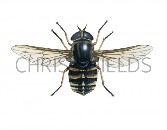 Illustration of Dark Giant Horsefly (Tabanus sudeticus) (#4069)