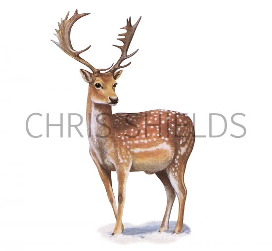 Illustration of Deer (Fallow) Dama dame (#3716)