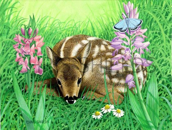 Illustration of Deer (Roe) Fawn (Capreolus capreolus)  (#0242)