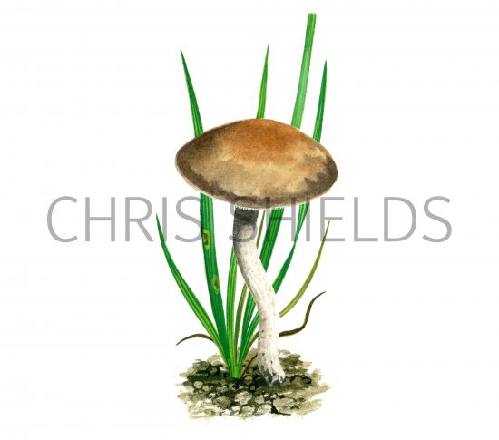 Illustration of Dermoloma josserandii var. josserandii (#4060)