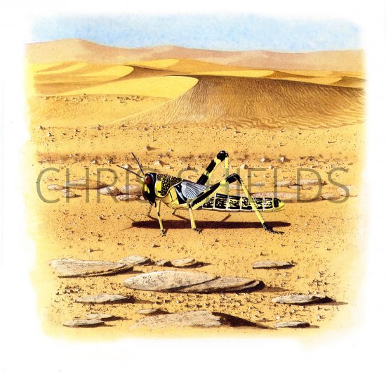 Illustration of Desert Locust (Schistocerca gregaria) (#1957)