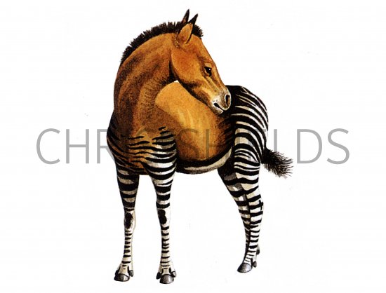Illustration of Diadiaphorus (#0522)