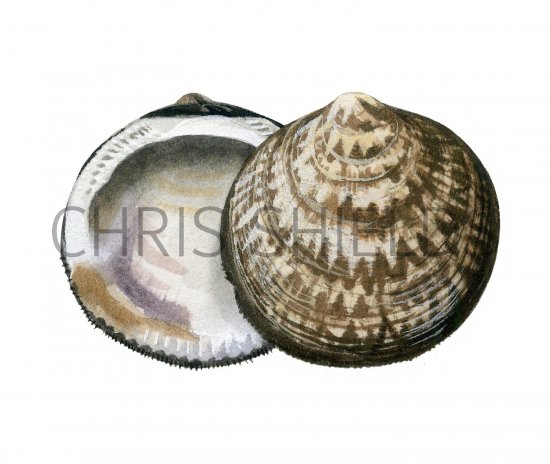 Illustration of Dog Cockle (Glycymeris glycymeris) (#2350)