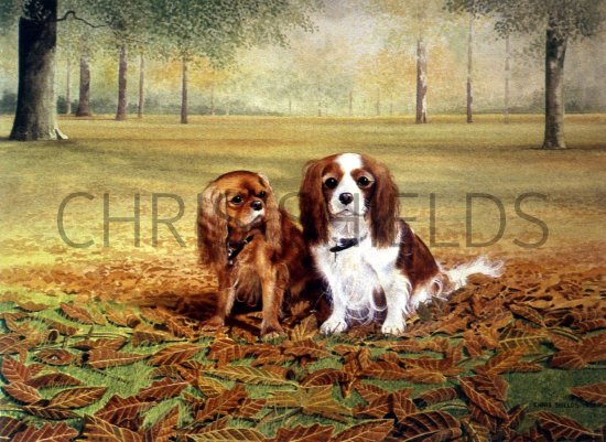Illustration of King Charles Spaniel (Canis lupus familiaris) (#1335)