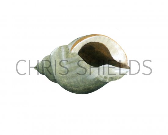 Illustration of Dog Whelk (Nucella lapillus) (#0790)