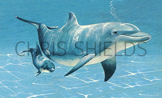 Illustration of Dolphin (Bottle Nosed) Tursiops truncatus (#1334)