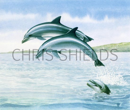 Illustration of Dolphin (Bottle Nosed) Tursiops truncatus (#1852)