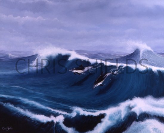 Illustration of Dolphin (Common) Delphinus delphis (#0878)