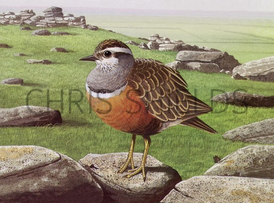Illustration of Dotterel (Charadrius morinellus) (#3721)
