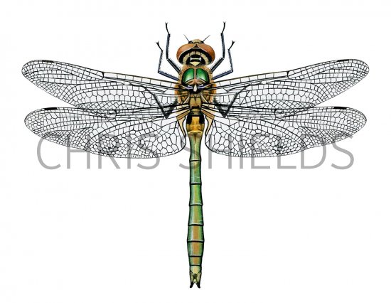 Illustration of Downy Emerald Dragonfly (Cordulia aenea) (#2632)