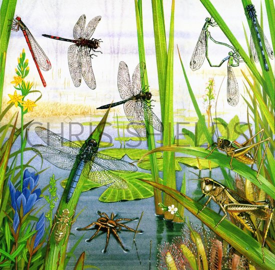 Illustration of Dragonfly Bog (#1717)