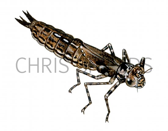 Illustration of Dragonfly Nymph (common hawker)  Aeshna juncea (#1300)
