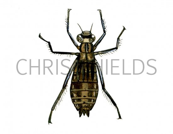 Illustration of Dragonfly Nymph (darter or chaser) (#1283)