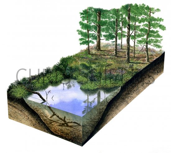 Illustration of Dragonfly Pool (#2865)