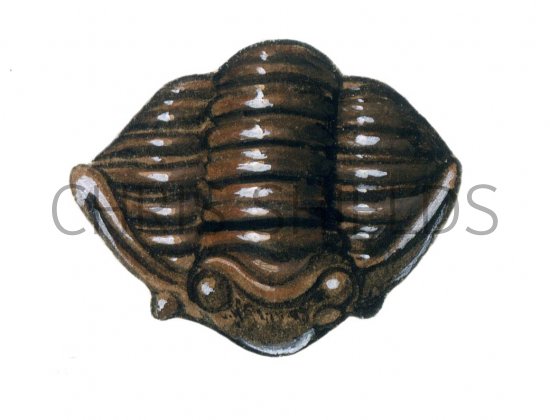 Illustration of Dudley locust fossil Calymene1 (#0119)