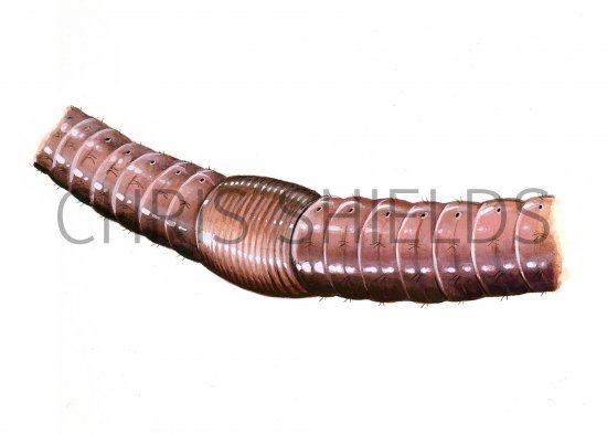 Illustration of Earthworm section (Lumbricus terrestris) (#0735)